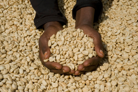 Ethiopia | Banko Chelbesa | 74110 & 74112 | Washed