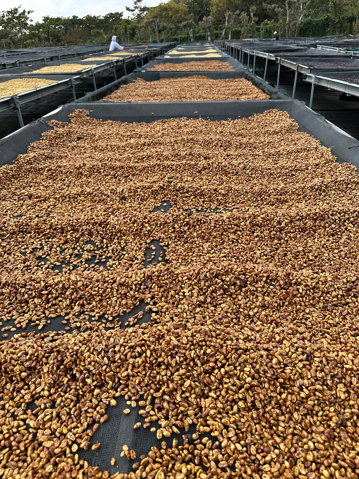 El Salvador Los Angeles Anaerobic