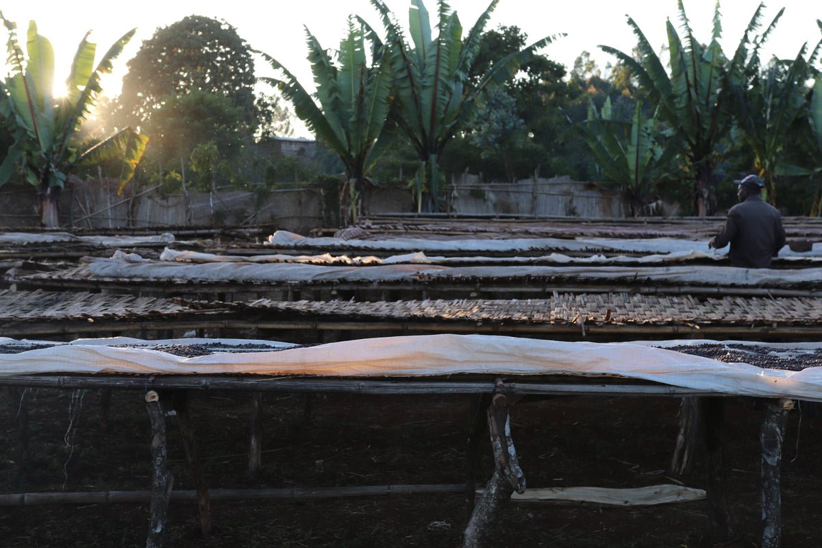 Ethiopia | Abdo Abamecha | 74110 & 74112 | Natural