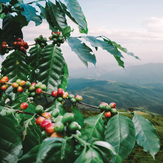 Peru | San Ignacio Smallholders | Mixed Varieties | Washed