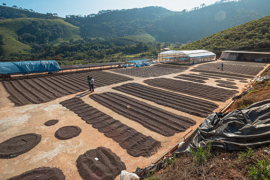 Brazil Carmo Coffee