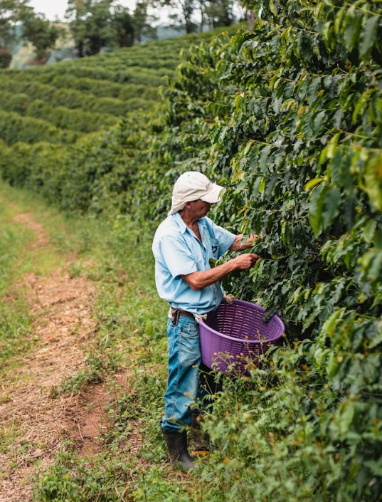 Brazil Fazenda Inhame Natural