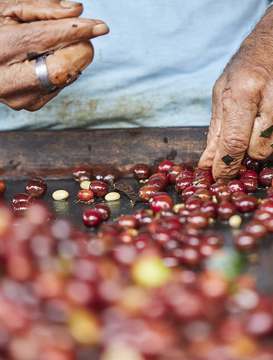 Colombia La Flaca Decaf