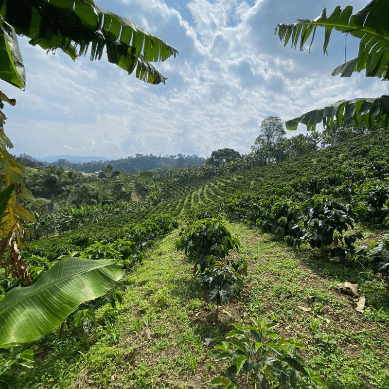 Colombia Anaerobic Thermal Shock Geisha Pinton