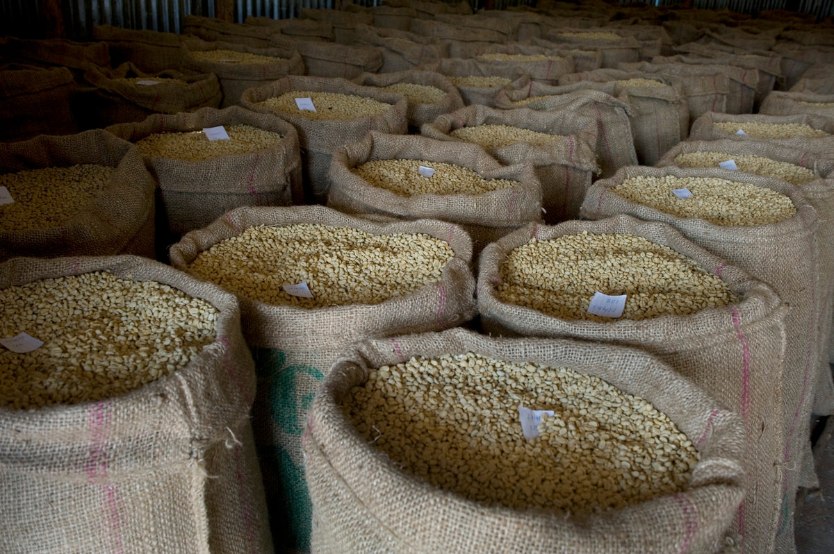 Ethiopia | Banko Chelbesa | 74110 & 74112 | Washed