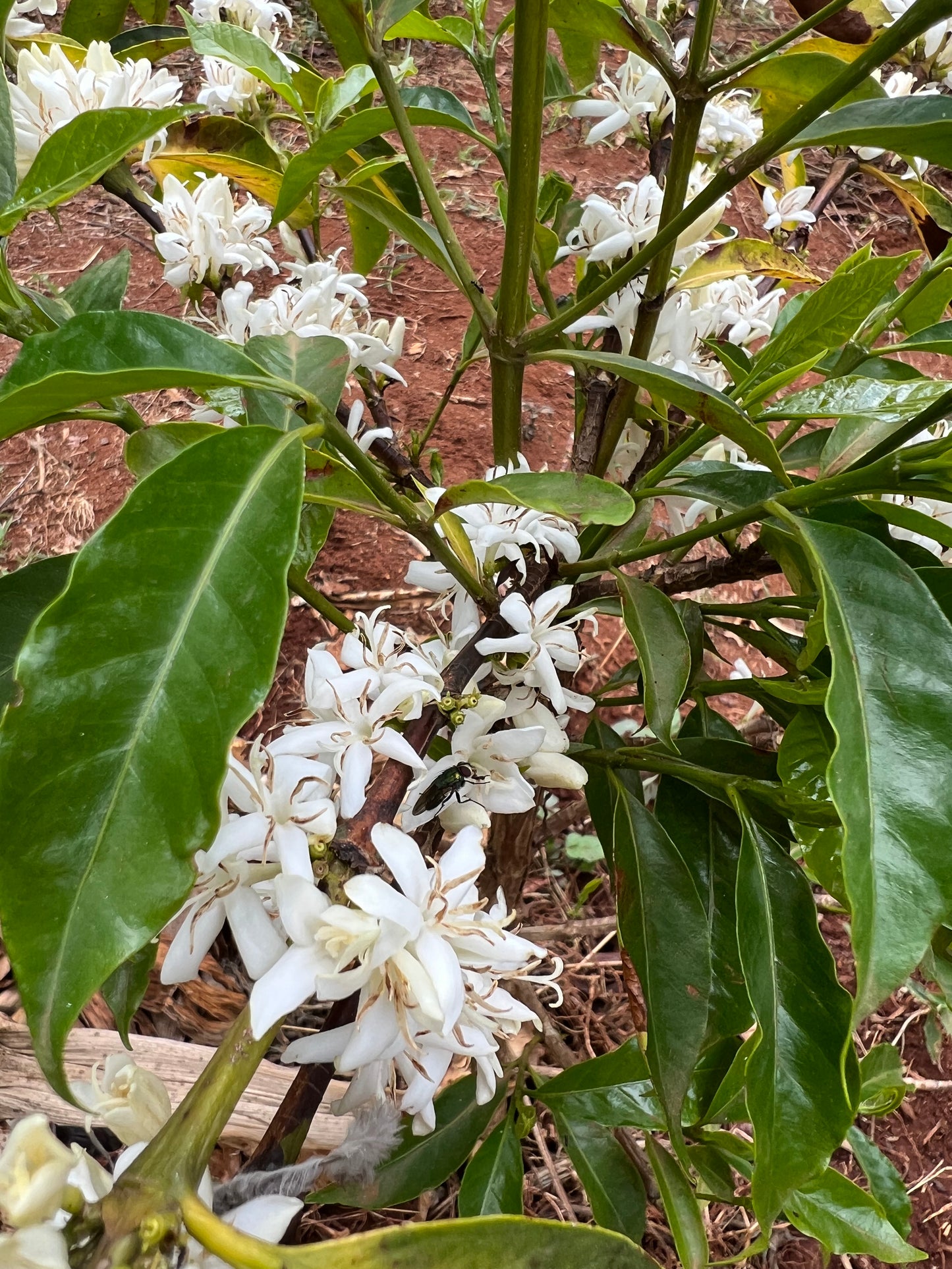 Bette Buna - Process Pair