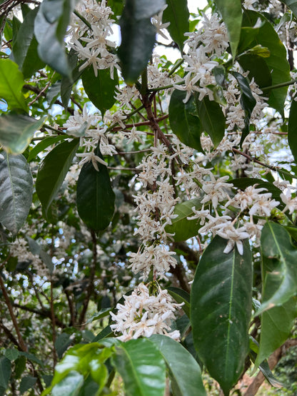 Bette Buna - Process Pair