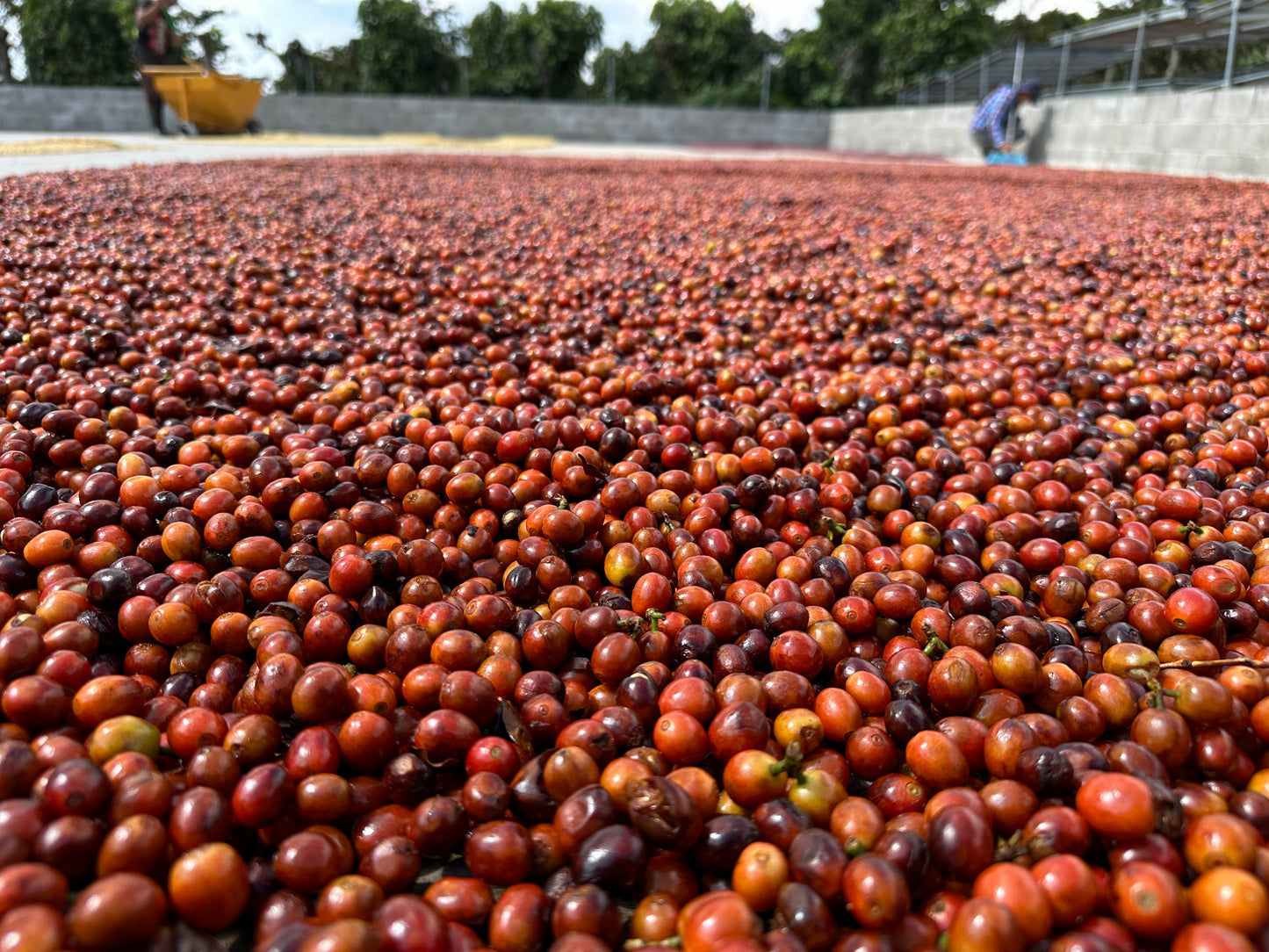 El Salvador Los Angeles Anaerobic