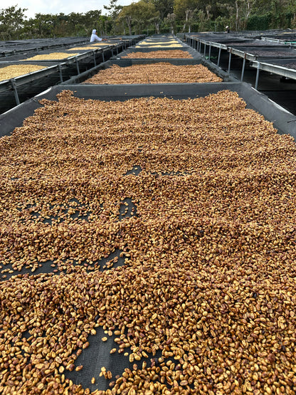 El Salvador Los Angeles Anaerobic