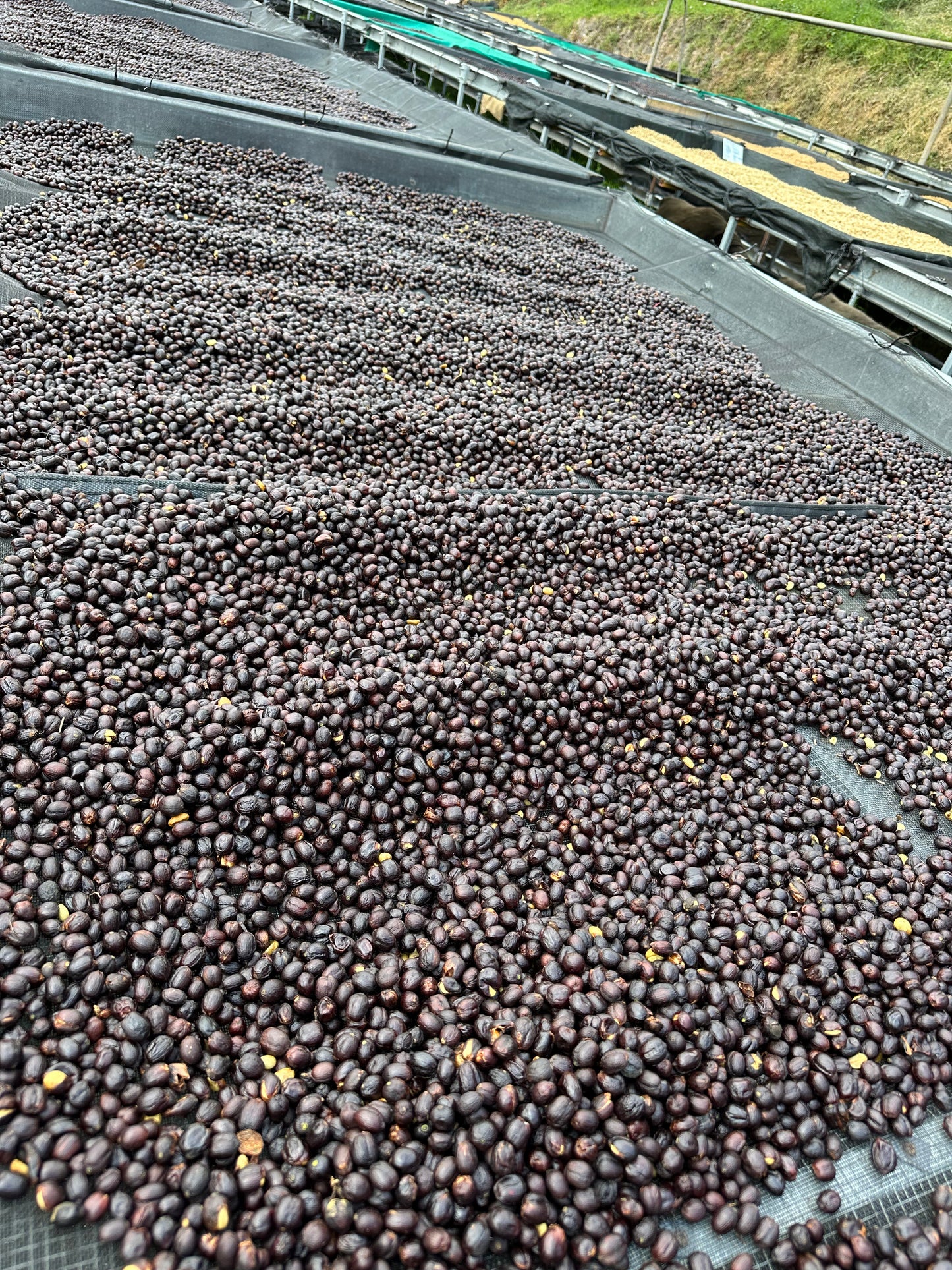 El Salvador Los Angeles Anaerobic