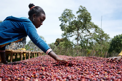 Ethiopia Anaerobic Natural Esayas Beriso