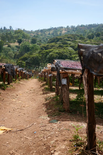 Ethiopia Anaerobic Natural Esayas Beriso