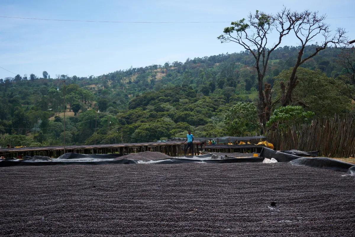 Ethiopia Anaerobic Natural Esayas Beriso