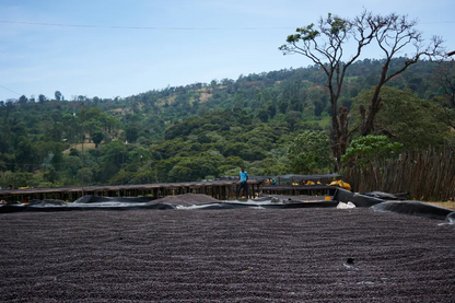 Ethiopia Anaerobic Natural Esayas Beriso