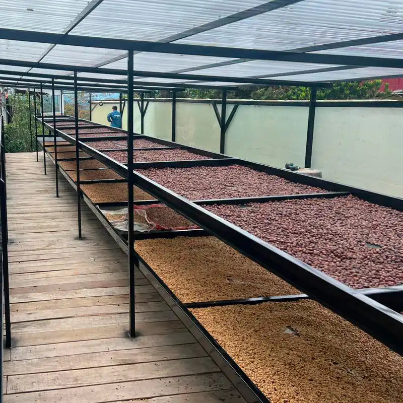 Colombia | Oscar Hernandez | Pink Bourbon | Advanced Natural