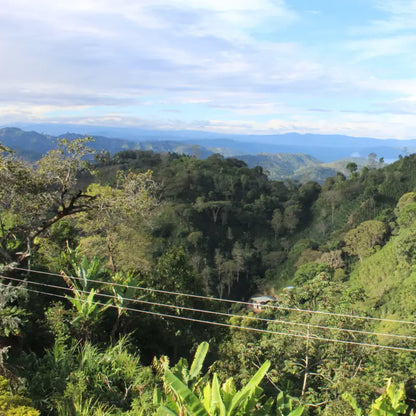 Colombia | Oscar Hernandez | Pink Bourbon | Advanced Natural