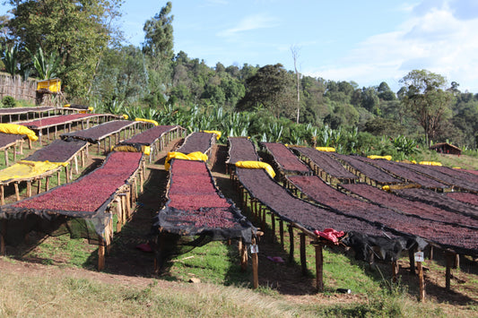 Ethiopia | Abdo Abamecha | 74110 & 74112 | Natural