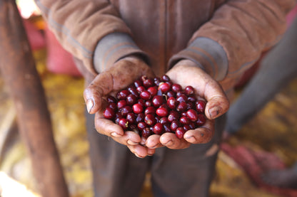 Ethiopia | Abdo Abamecha | 74110 & 74112 | Natural