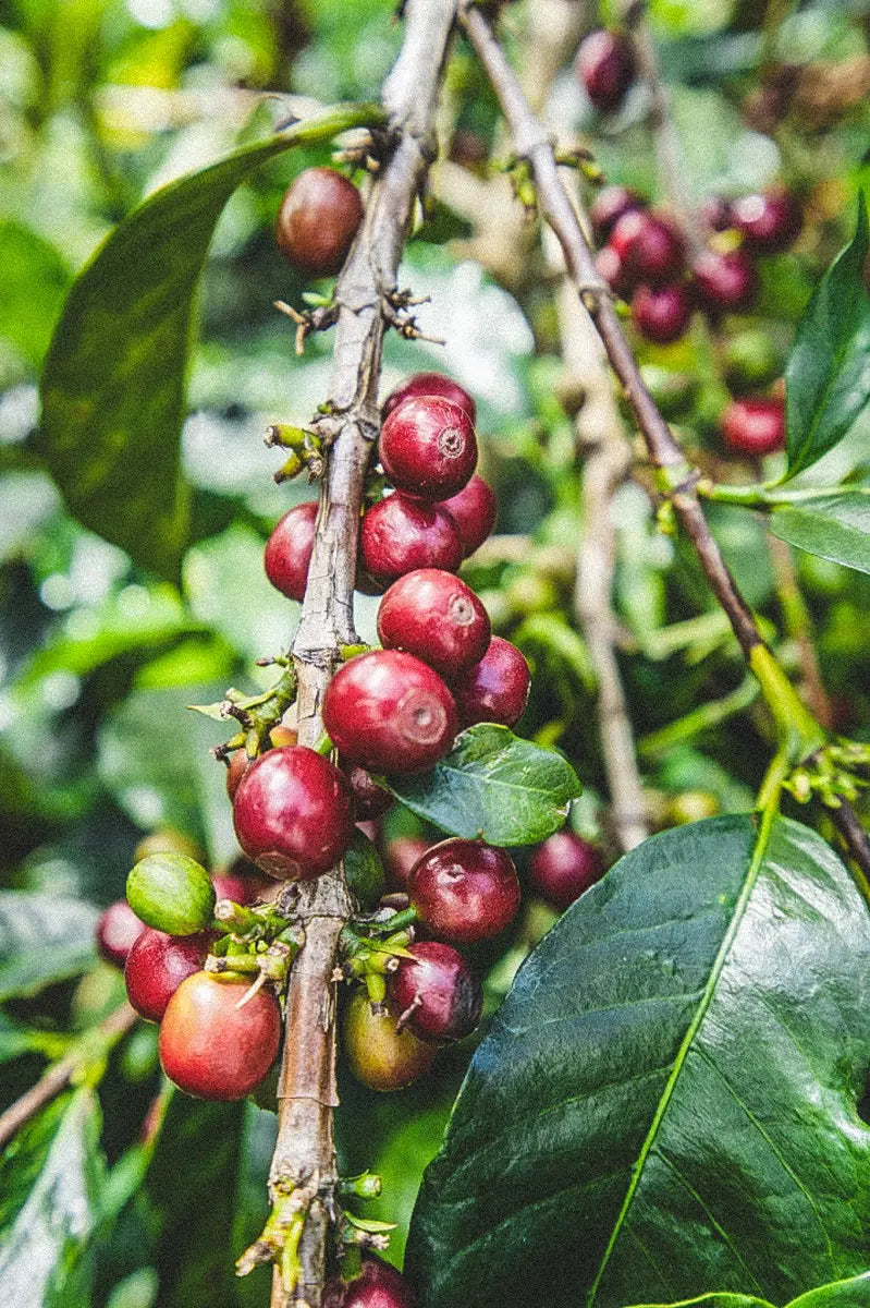 Kenya | Mukunga Estate | SL28 & Ruiru 11 | Washed