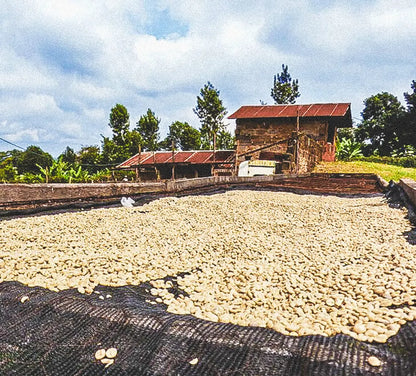 Kenya | Mukunga Estate | SL28 & Ruiru 11 | Washed