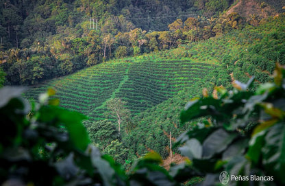 Colombia Penas Blancas