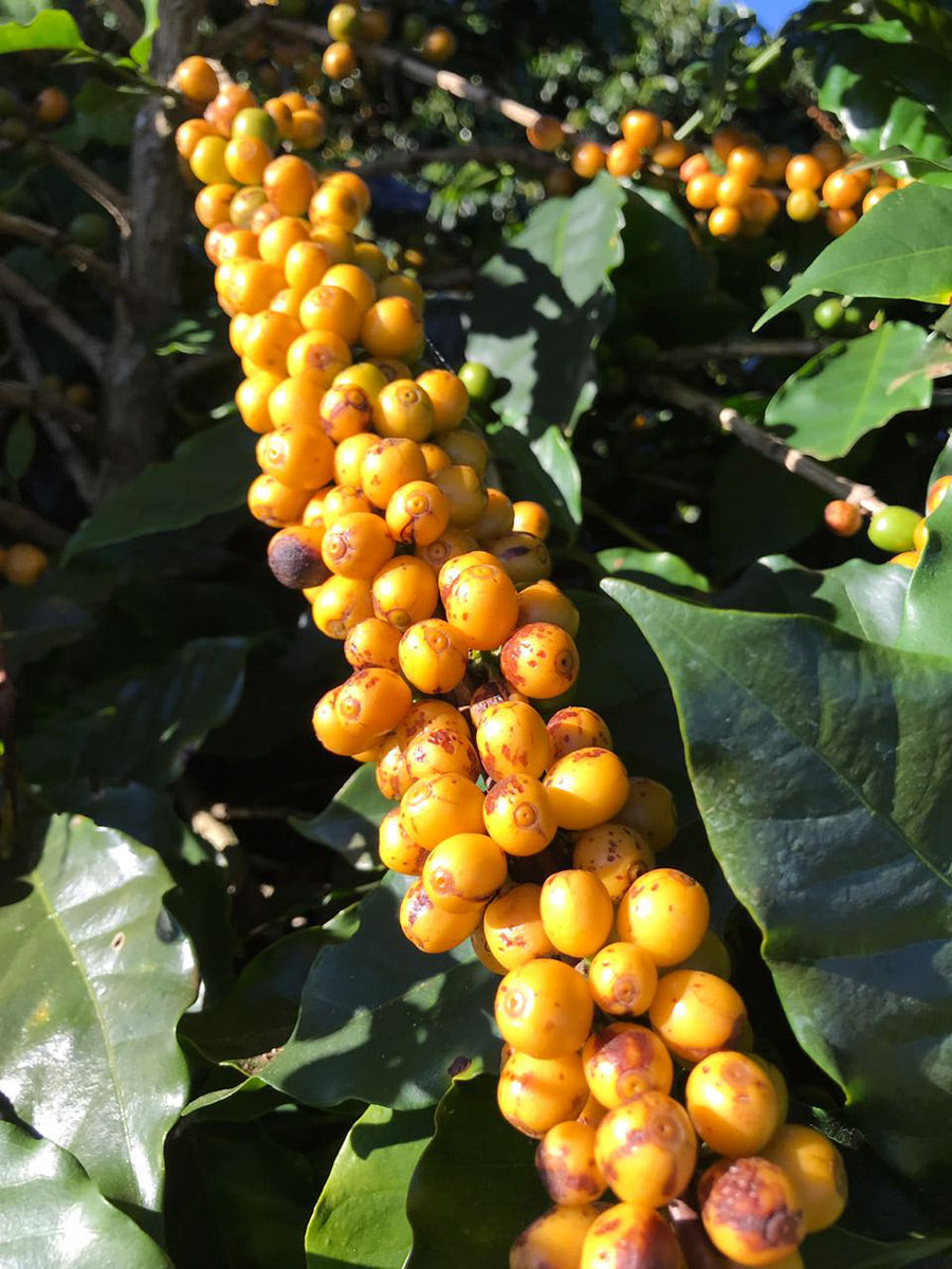 Brazil Fazenda Inhame Natural