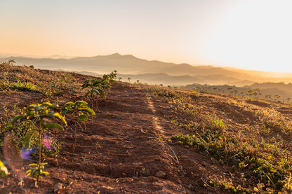 Brazil Fazenda Inhame Natural