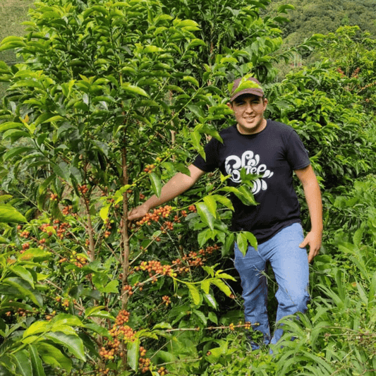 Colombia Thermal Shock Pink Bourbon