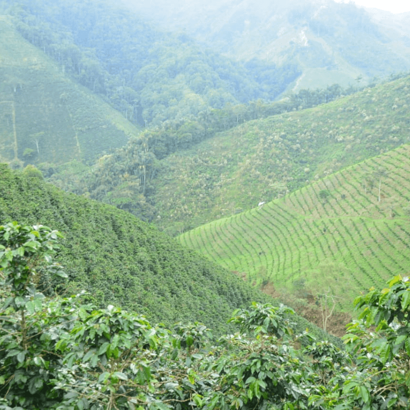 Colombia Thermal Shock Pink Bourbon