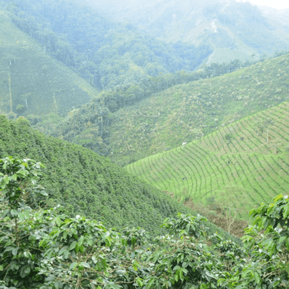 Colombia Thermal Shock Pink Bourbon