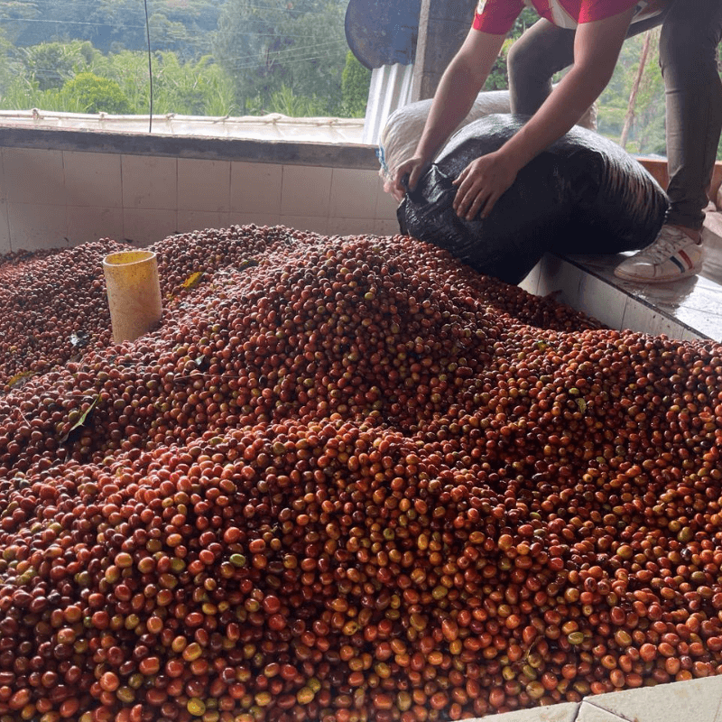 Colombia Anaerobic Natural SL28