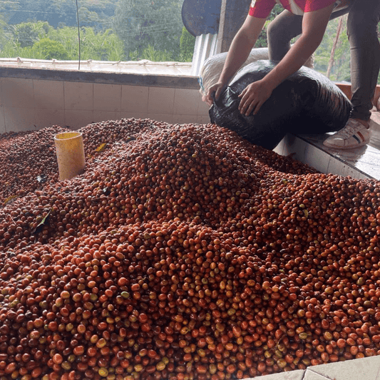 Colombia Anaerobic Natural SL28