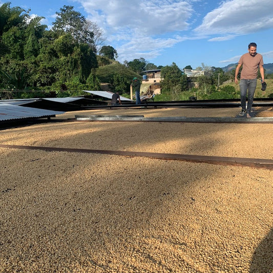 Colombia | Marlon Rojas | Wush Wush | Washed