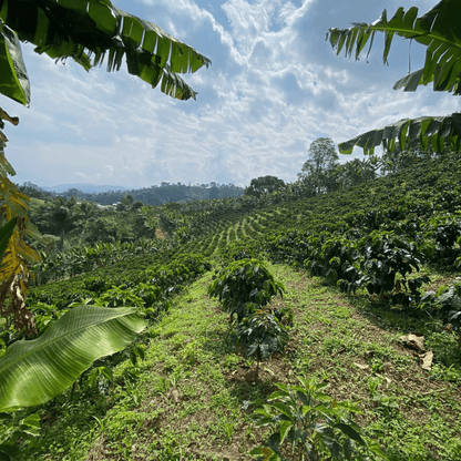 Colombia  Anaerobic Thermal Shock Geisha Pinton